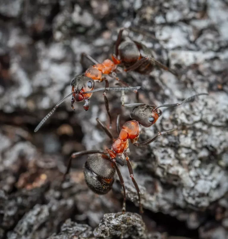 Znowu mrówki zagościły w twoim domu?
