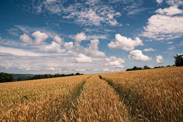 Regulacja pokroju zbóż ozimych - kontroluj rozwój swoich upraw!