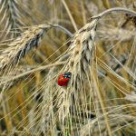 Regulacja pokroju zbóż ozimych – kontroluj rozwój swoich upraw! 